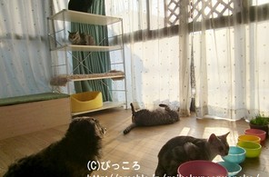 お猫様達のお部屋