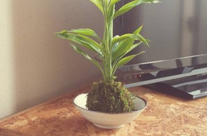 サンデリアーナ