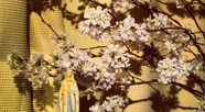 聖母と桜