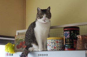 レンジフードの上