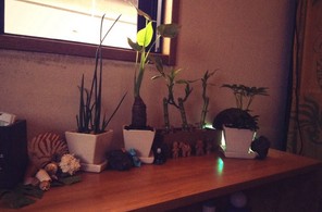 植物追加