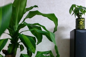 観葉植物