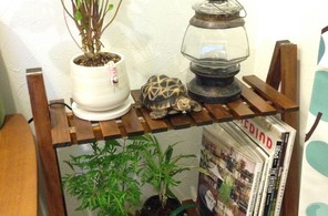 草①