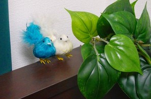 ベッドの端に、2羽