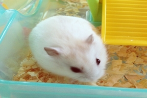 新しい家族